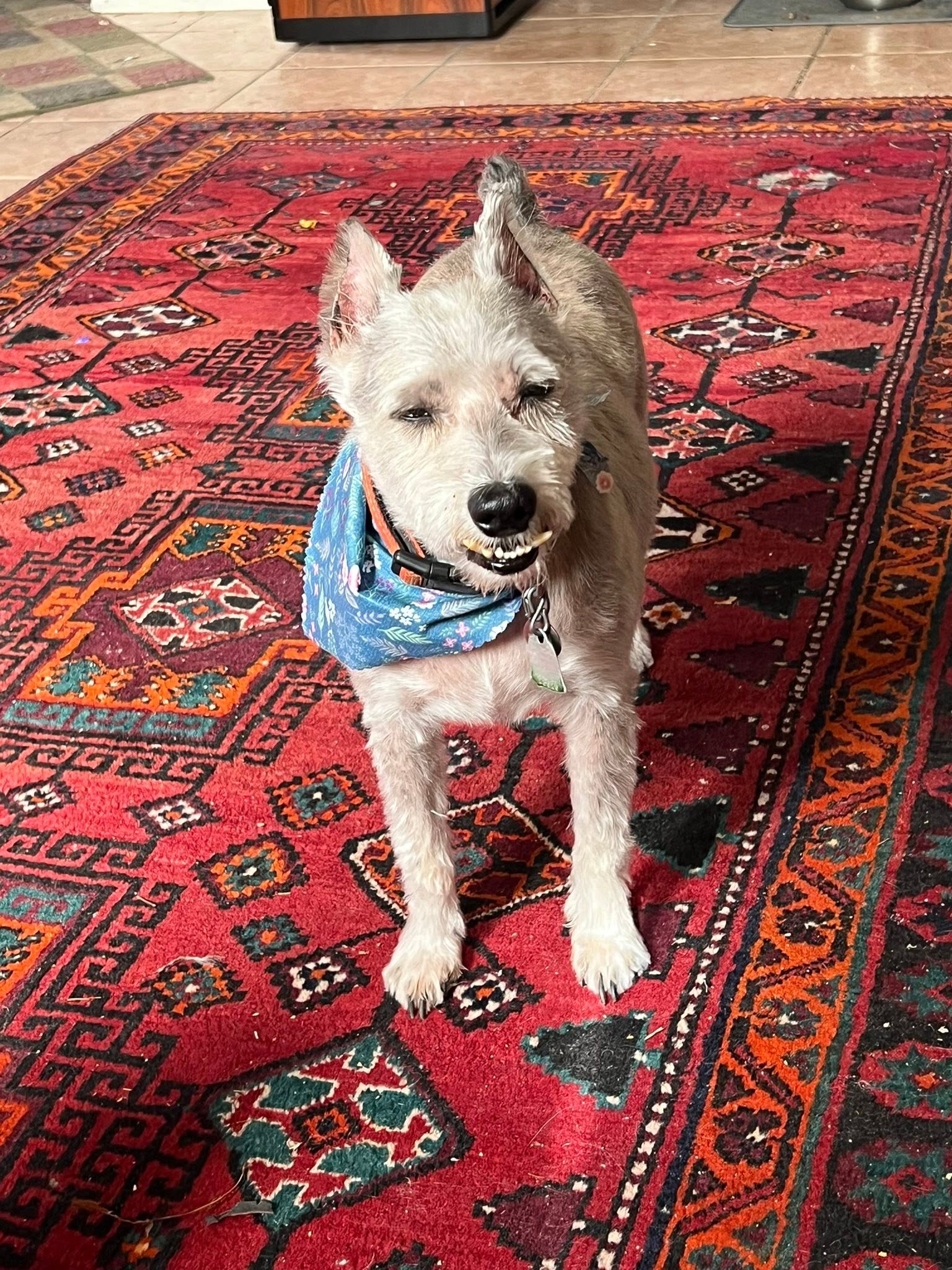 A good haircut always makes me look better (I think)—-but the transformation ...